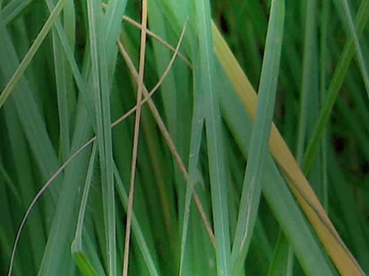 Embracing Sabai Grass: The Green Gold of Rural Economies