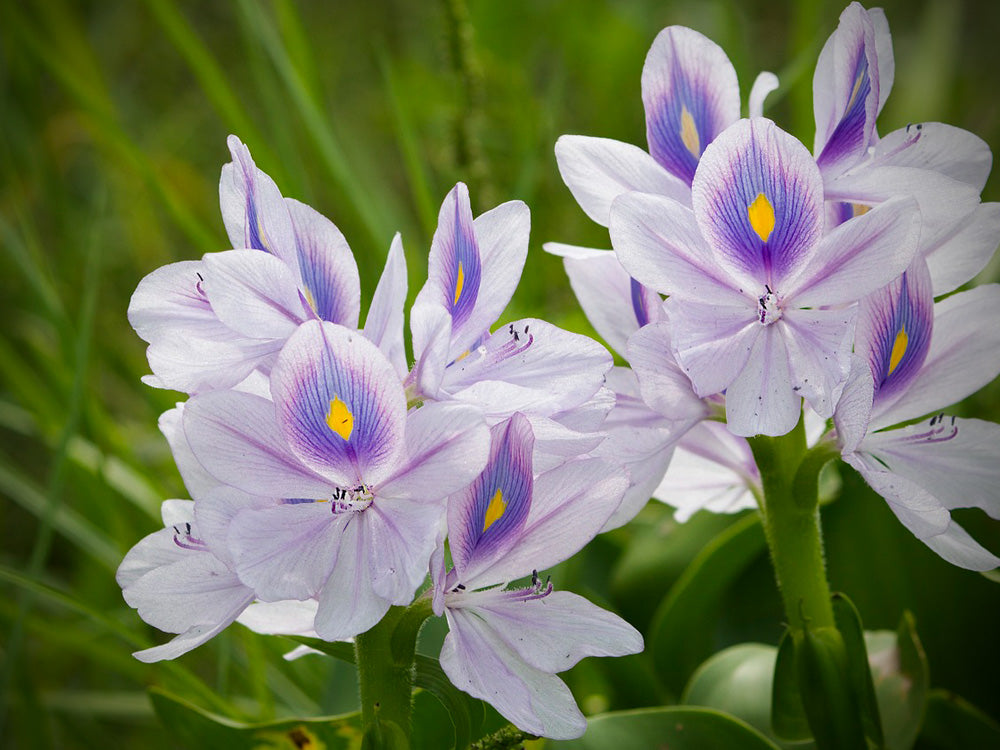 The Blooming Solution: Exploring the Potential of Water Hyacinth Fiber
