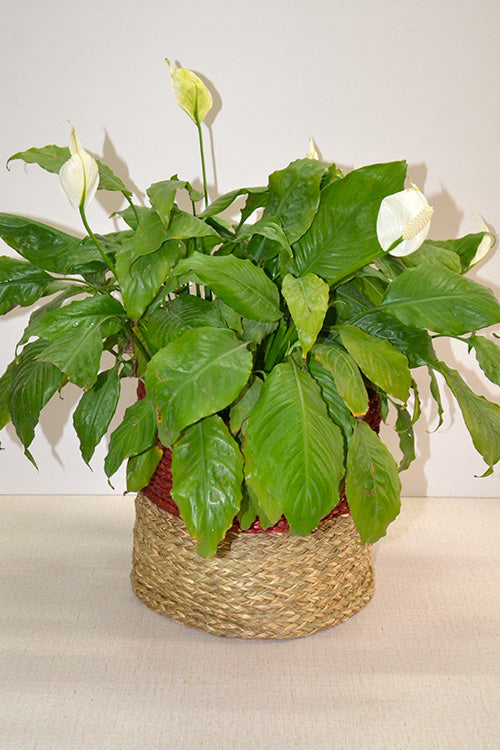 Sabai Grass Round Storage Basket & Planter Red Natural