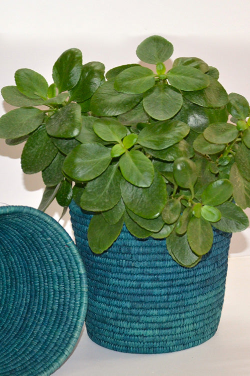 Sabai Grass & Palm Leaf Bin & Planter Teal (Large)