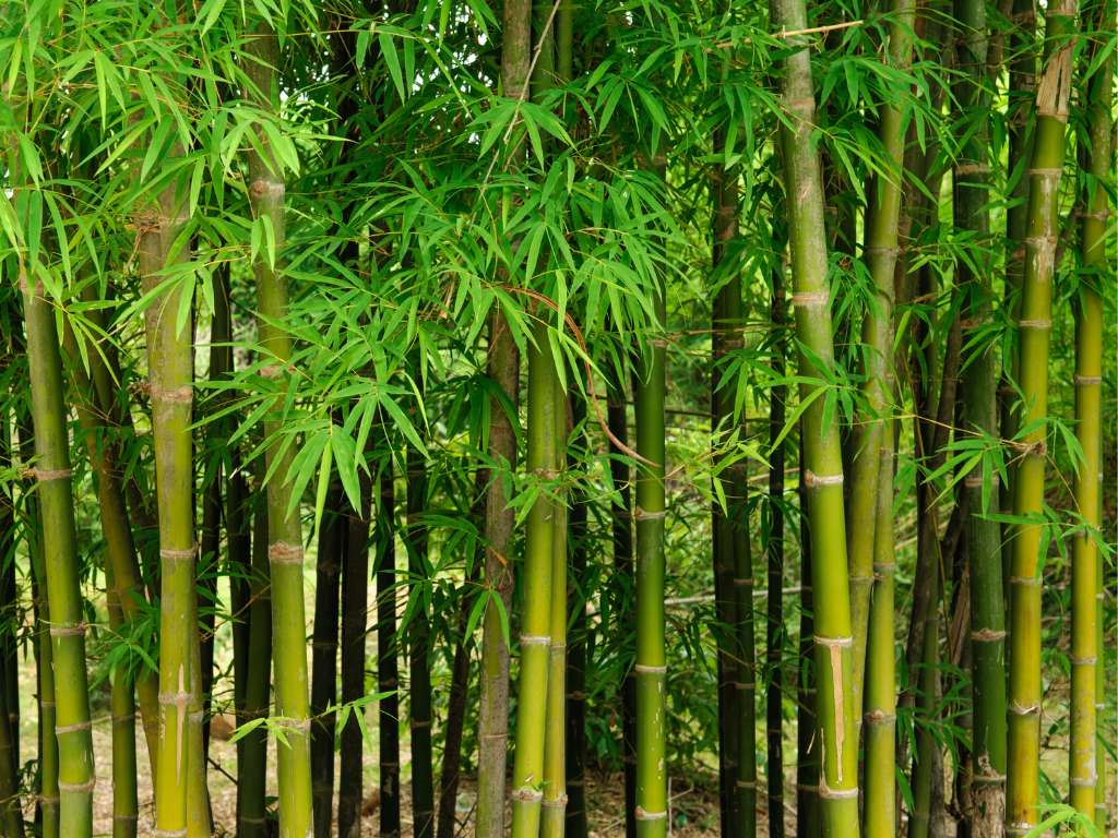 Bamboo: Blending Tradition with Sustainable Living