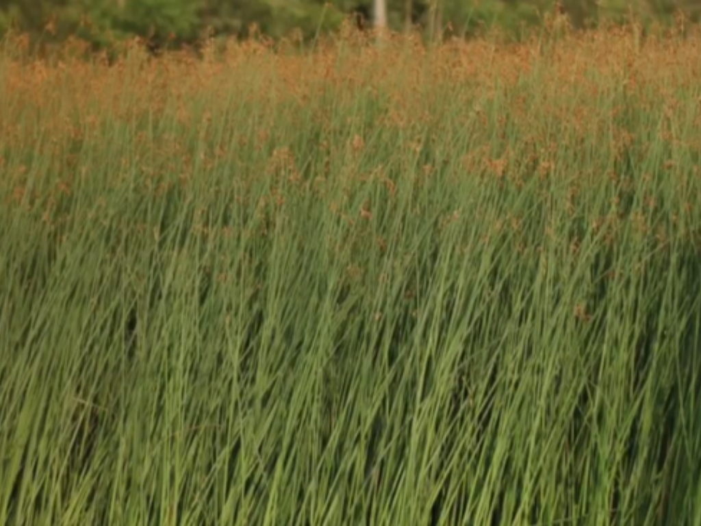 Kauna Reed: The Sustainable Natural Fiber Rooted in Tradition