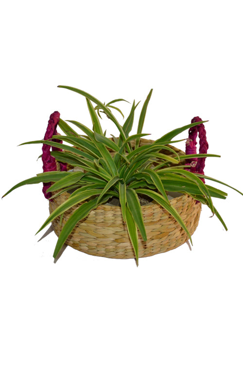 Kauna Round Basket Small (Natural with Fuchsia Handles)