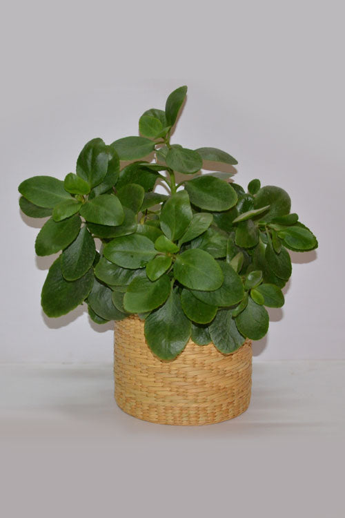 Kauna Planter Natural (Small)