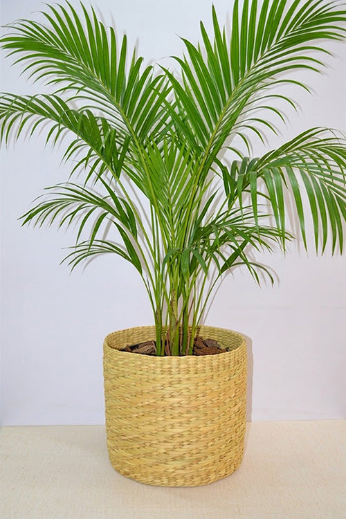 Kauna Round Planter Natural Extra Large